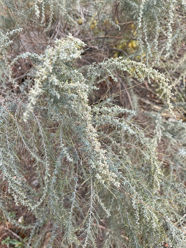 Artemisia filifolia, 2026-10-13