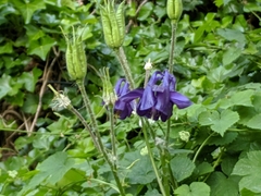 Aquilegia vulgaris