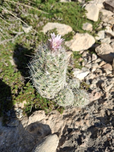 Whitecolumn Foxtail Cactus