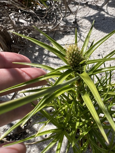 Cyperus pedunculatus observed 2026-10-21
