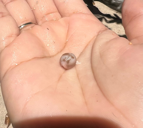 Pusula pediculus observed 2026-10-21