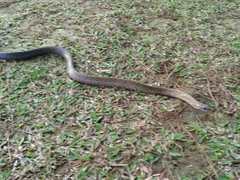 Coelognathus flavolineatus