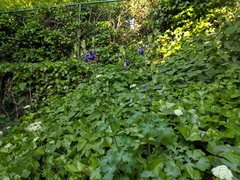 Aquilegia vulgaris
