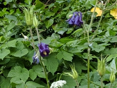 Aquilegia vulgaris