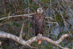 Haliaeetus vociferoides