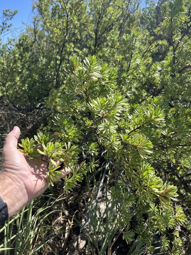 Suriana maritima observed 2026-10-21