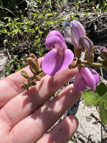 Canavalia rosea observed 2026-10-21