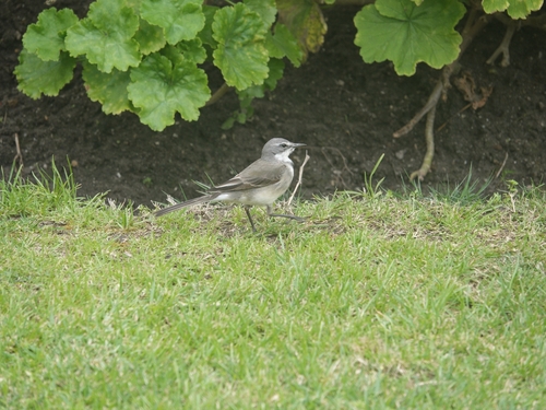 iNaturalist image