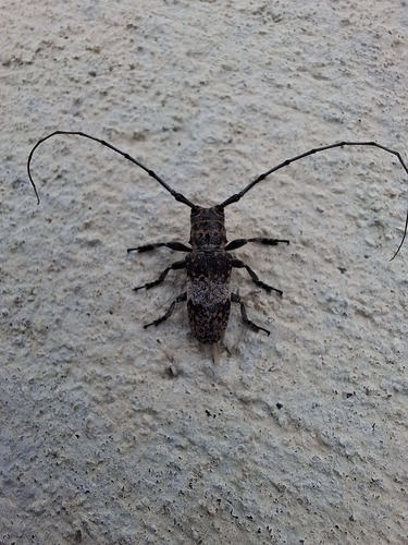 Mesquite Girdler
