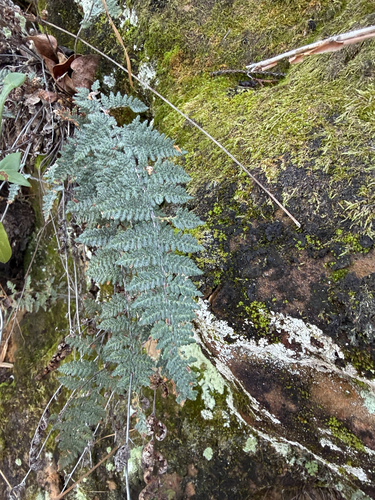 Myriopteris tomentosa, 2026-10-21