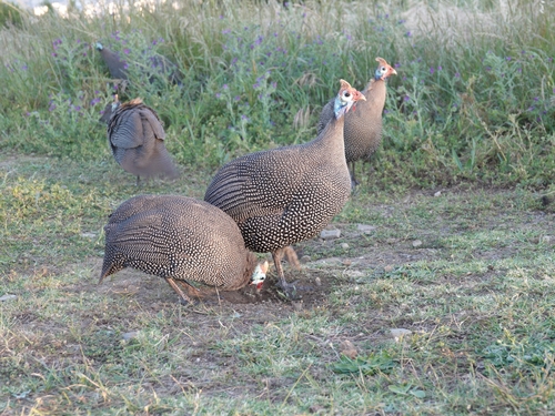 iNaturalist image