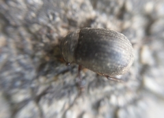 Maladera holosericea