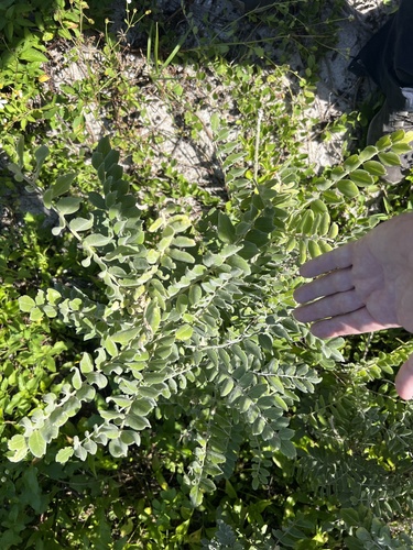 Sophora tomentosa observed 2026-10-21