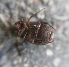 Maladera holosericea