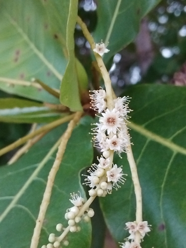 Terminalia catappa observed 2026-10-21