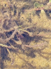 Thermonectus nigrofasciatus