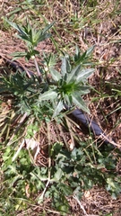Eryngium caeruleum