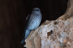 Phedina borbonica