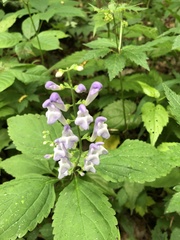 Scutellaria serrata