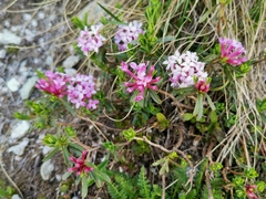 Daphne striata