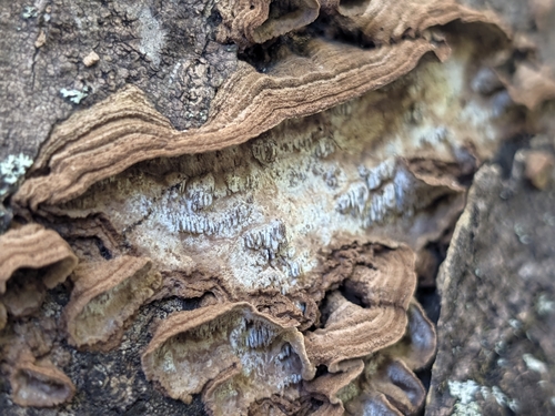 Dentocorticium portoricense observed 2026-09-29