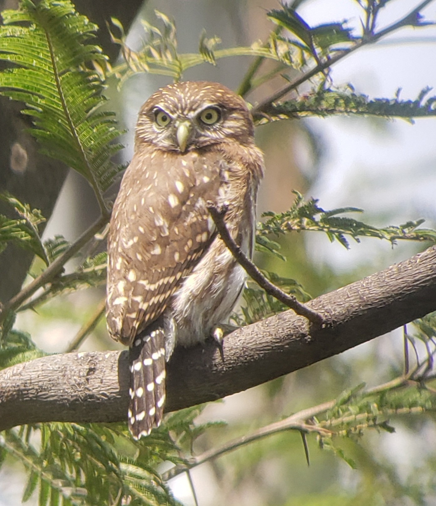 Glaucidium peruanum image
