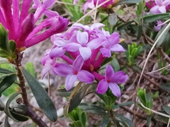 Daphne striata