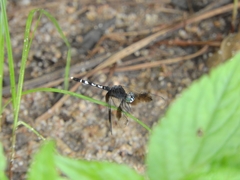 Erythrodiplax attenuata