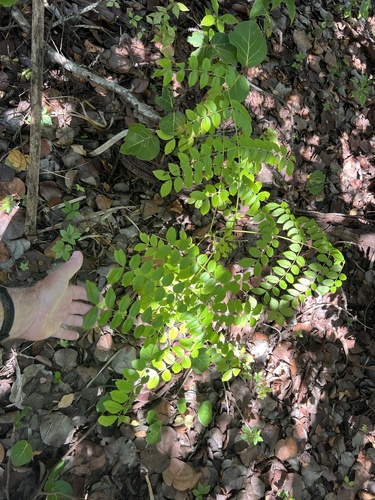 Guilandina bonduc observed 2026-10-21