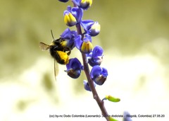 Megachile amparo