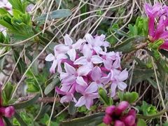 Daphne striata