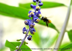 Megachile amparo