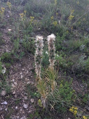 Asphodeline taurica