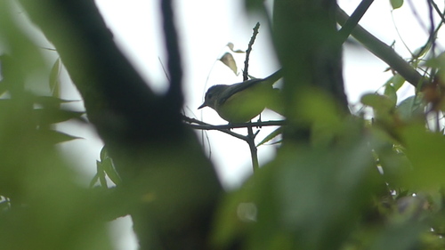 Eastern Warbling Vireo