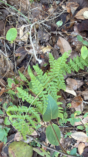 Physematium obtusum observed 2026-10-21