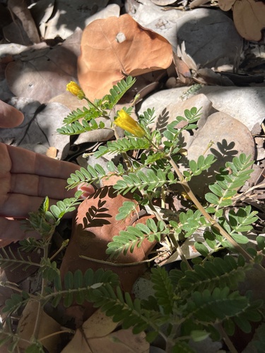 Tribulus cistoides observed 2026-10-21