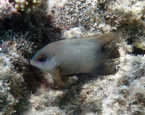 Stegastes nigricans observed 2026-10-19