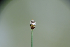 Paragus yerburiensis