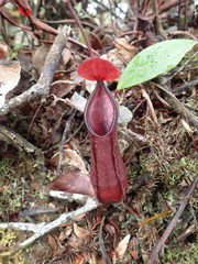 Nepenthes tentaculata