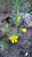Potentilla argentea