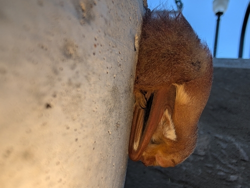 Lasiurus borealis observed 2026-10-21