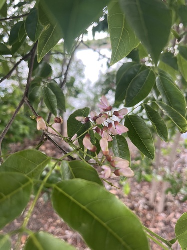 Pongamia pinnata observed 2026-10-22