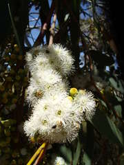 Eucalyptus pauciflora