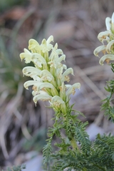 Pedicularis comosa