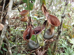 Nepenthes lowii