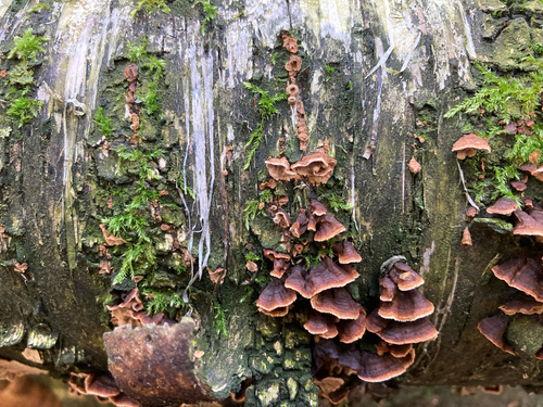 Hymenochaete rubiginosa, 2026-10-21