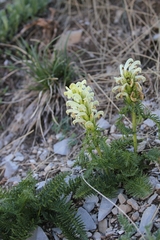 Pedicularis comosa