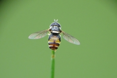 Paragus yerburiensis