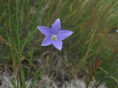 Wahlenbergia stricta stricta