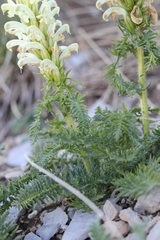 Pedicularis comosa